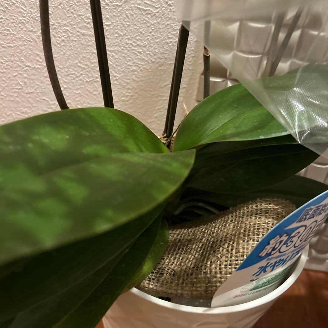 胡蝶蘭 ゴールデンマンボ 6．0寸鉢 2鉢価格 ミディ胡蝶蘭 2本立