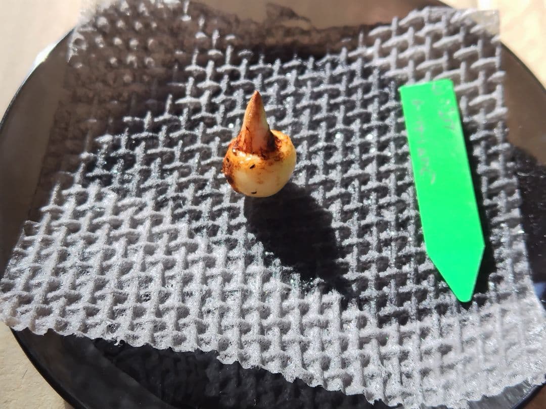 yoranda　 イナヒロハテンナンショウ、セッピコテンナンショウ　球根