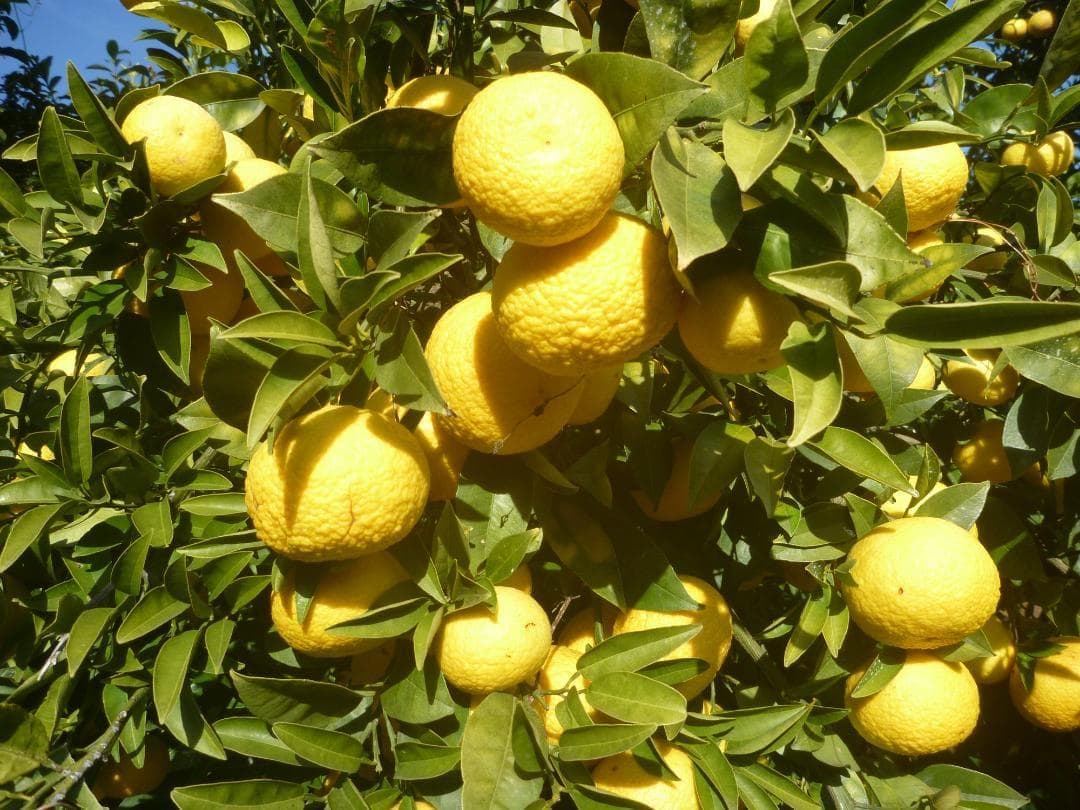 湘南ゴールド 果樹苗木 約70cm - メルカリ