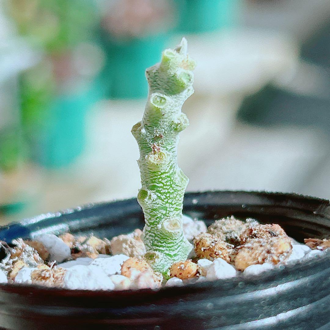 早い者勝ち☆大特価】 ドルステニア ギガス ブラータ 短葉 シルバー