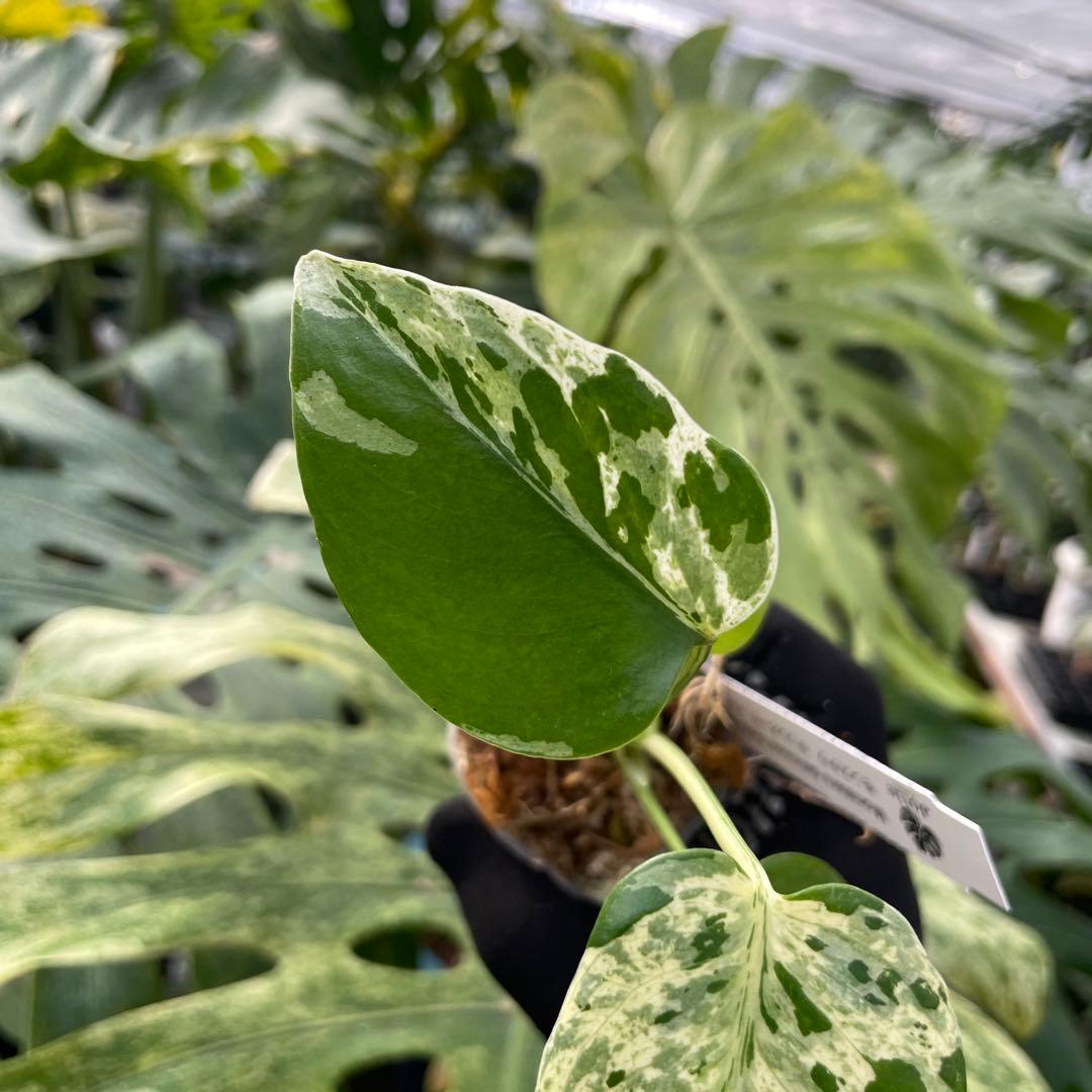 14モンステラ デリシオーサ ベトシオーサ 2寸ポリポット ネコポス発送