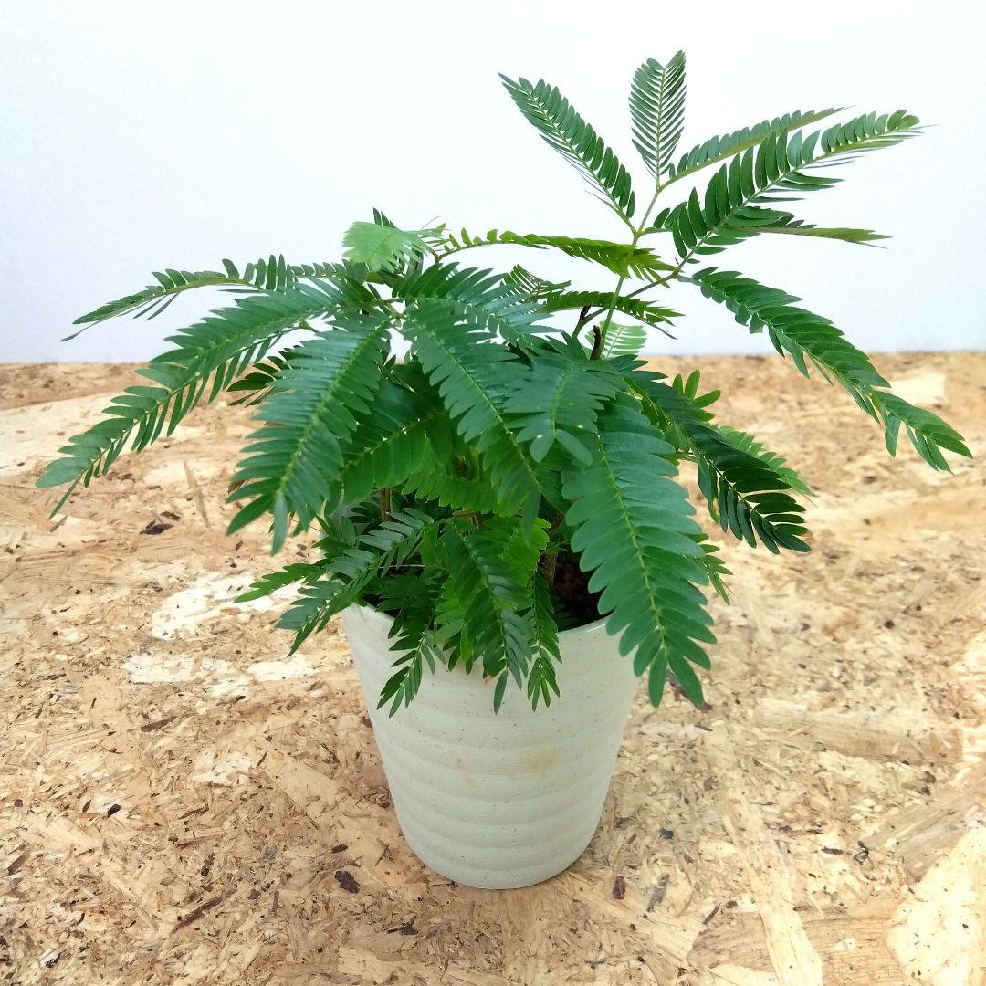 実生❗️ エバーフレッシュ ‼️清涼感溢れるフサフサ緑‼️3.5号鉢ごと