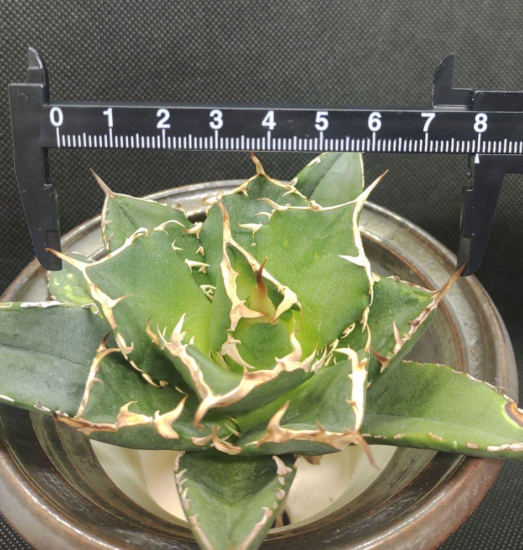 アガベ チタノタ イラン産 NOVA (ノヴァ） 子株 - メルカリ