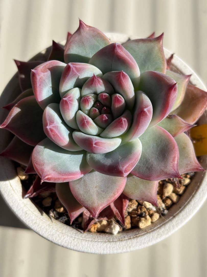 札付き 中里リンゼアナ