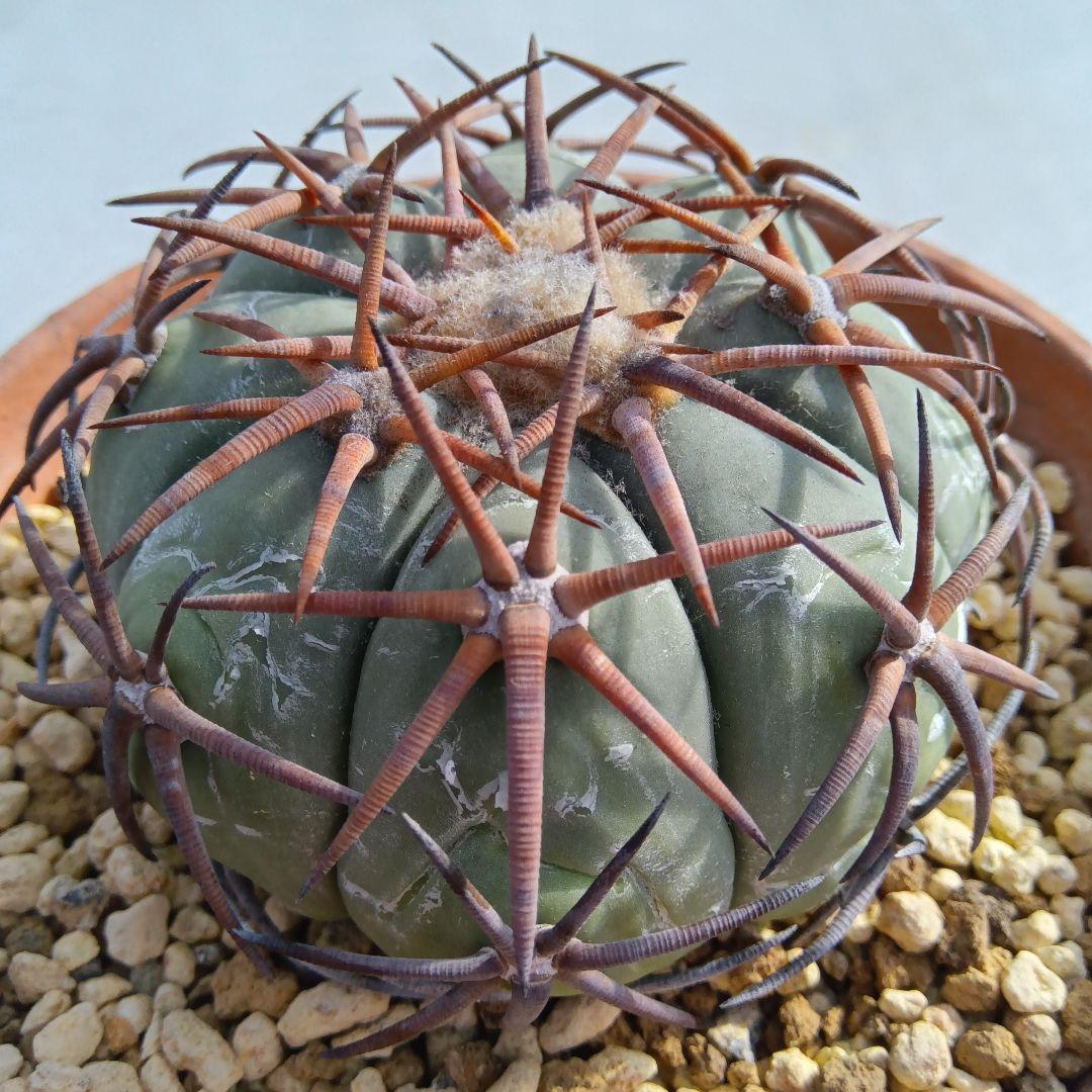 強刺実生】花王丸エキノカクタス国内繁殖サボテン（太平丸雷帝翠平