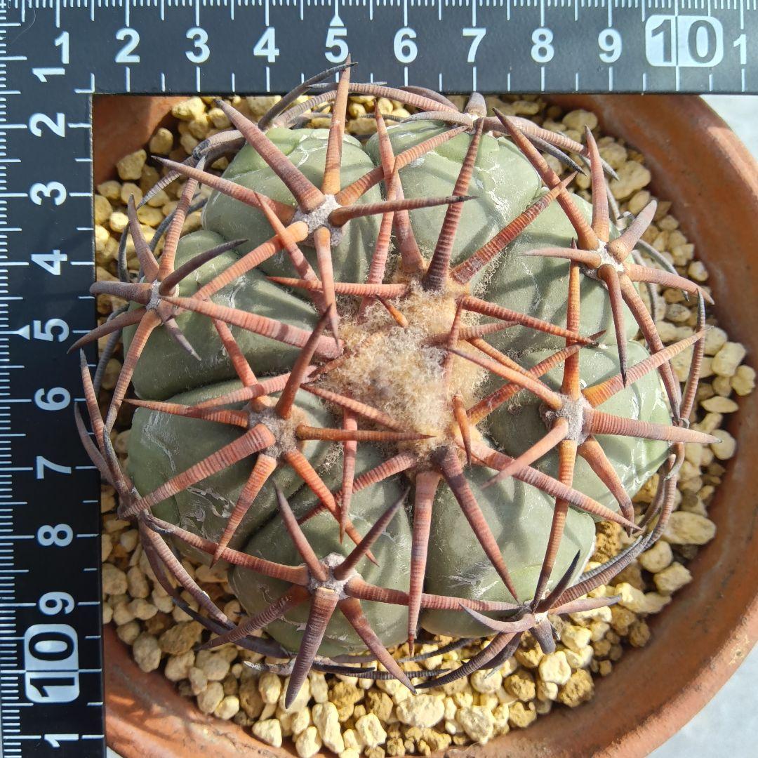強刺実生】花王丸エキノカクタス国内繁殖サボテン（太平丸雷帝翠平