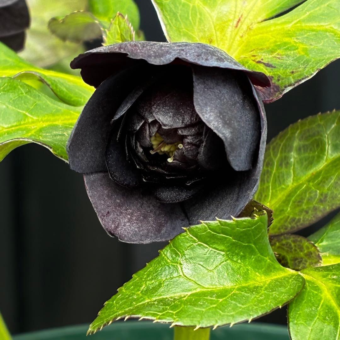 ま*こ様 3554☘️ラスト2☘️蕾花付☘️親株☘️特大7号⭐️黒タグ付(入手時