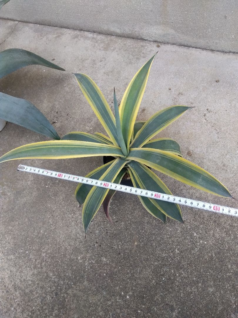 ☆JUN☆同梱価格　 ウェベリー　40＆70センチ