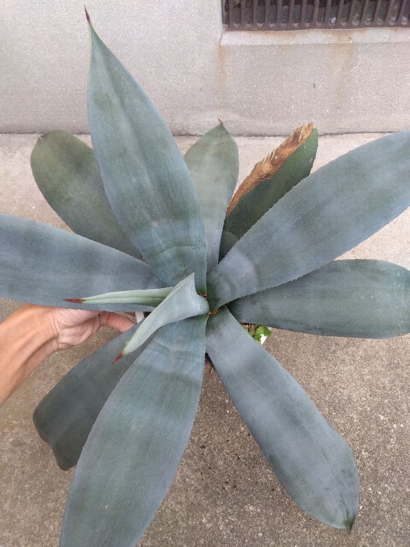 ☆JUN☆同梱価格　 ウェベリー　40＆70センチ