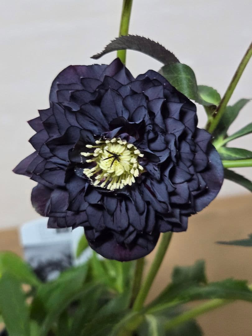 ☆広瀬園芸☆クリスマスローズ☆4.5号鉢☆ - メルカリ