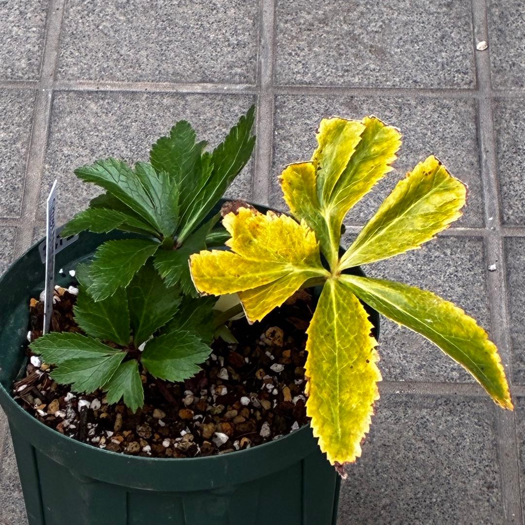 b*o様 3472☘️蕾タグ付☘️SD⭐️マリエ⭐️超小〜小輪カップ⭐️オーレア