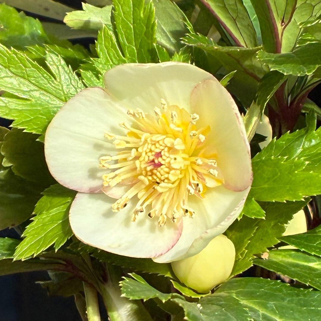 b*o様 3472☘️蕾タグ付☘️SD⭐️マリエ⭐️超小〜小輪カップ⭐️オーレア