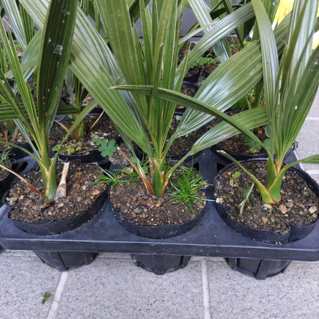 イエローグリーン様専用 カナリーヤシの苗 - メルカリ