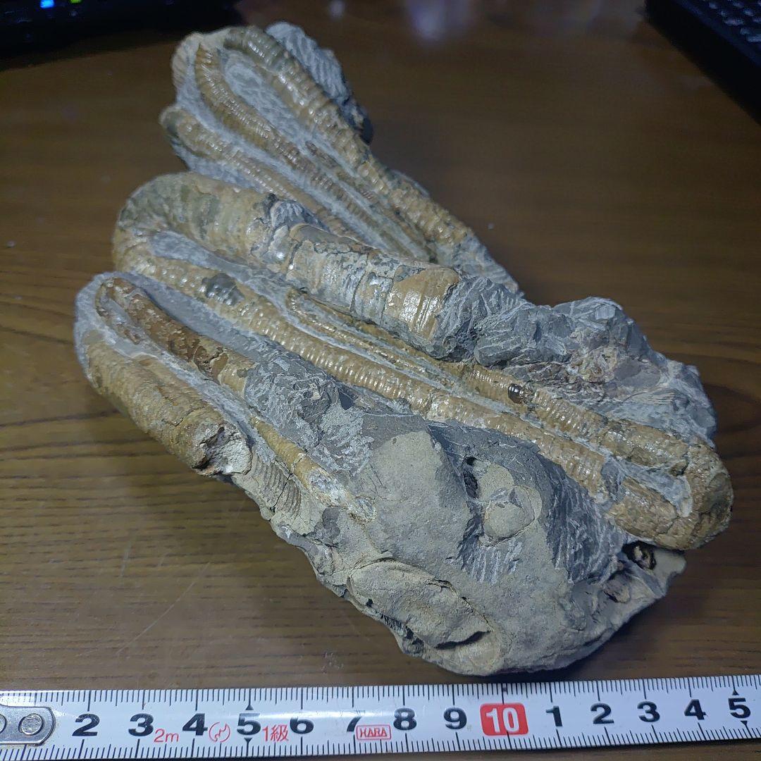 北海道アンモナイト ポリプチコセラス群生標本 スターが揃い踏み！立派なフィロセラスとポリプチコセラスが見られる