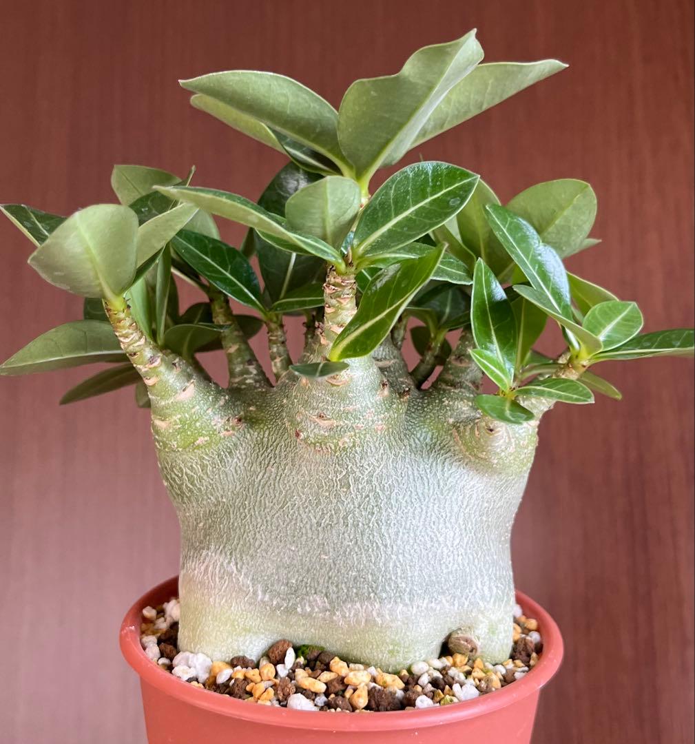 極美/激レア/ドワーフ/極太】アデニウム アラビカムV2ハック鉢植えE-6