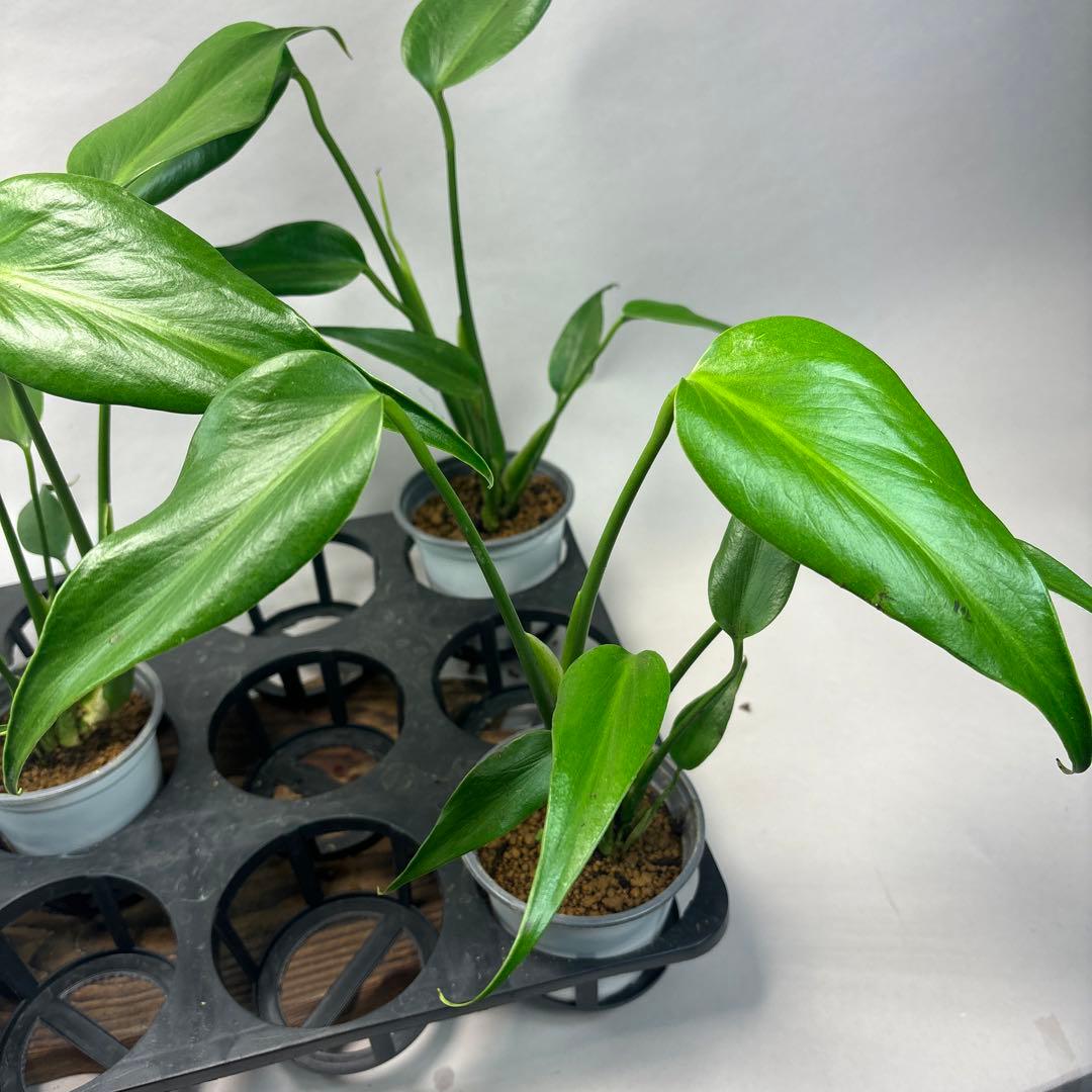 S*T様 5株セットms37モンステラ バールマルクスフレーム