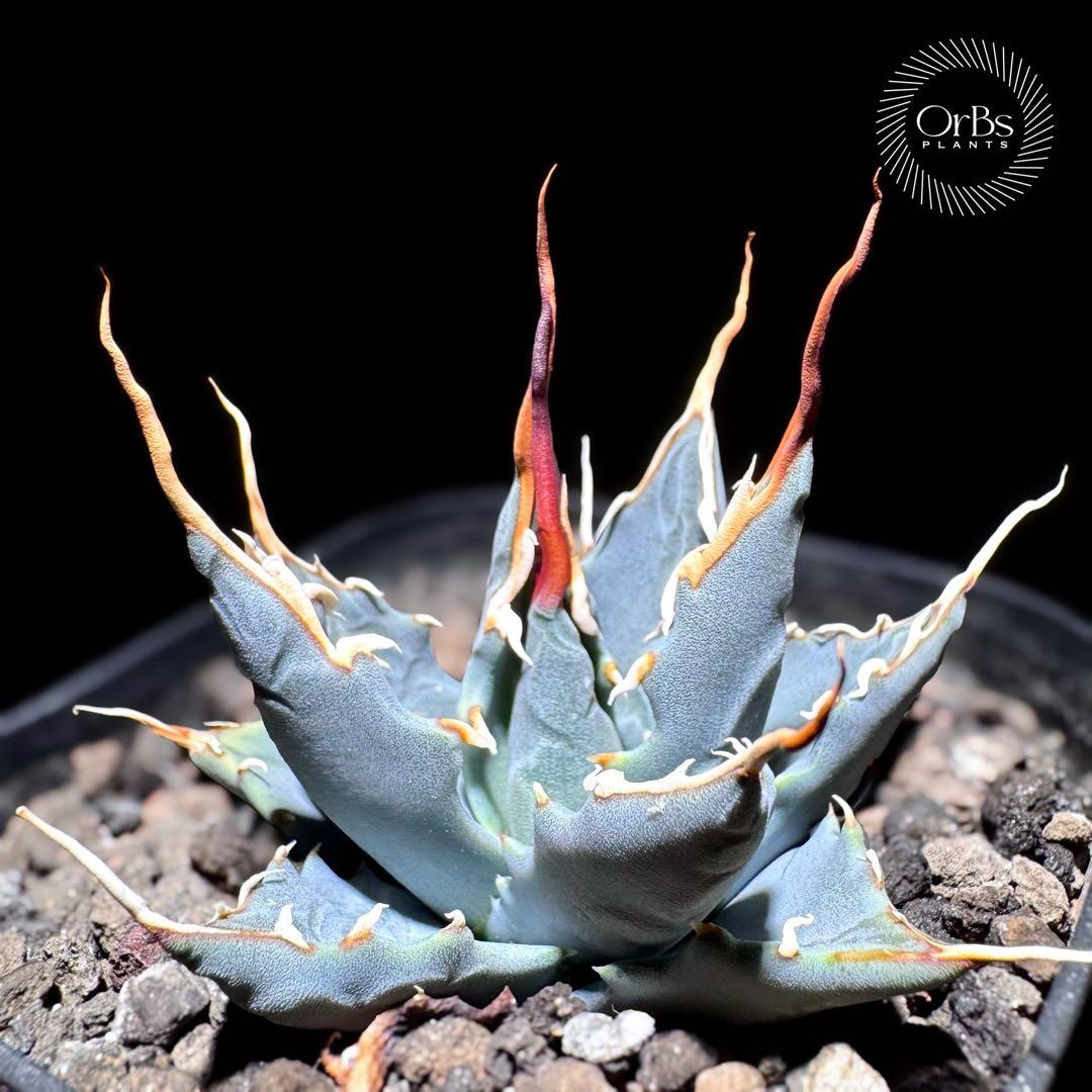 実生】アガベ ユタエンシス エボリスピナ コークスクリュー 美形 微