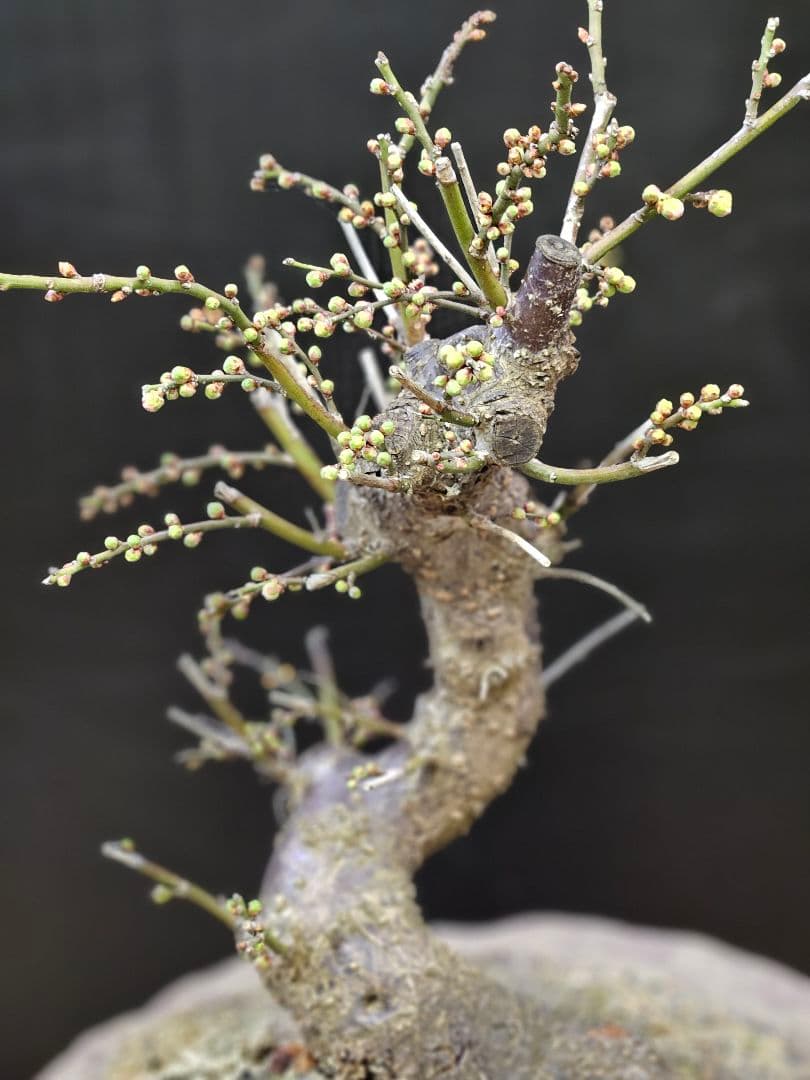 盆栽 今が旬 花梅 梅 【思いのままに】9号鉢 極上品 幹太 ほぼ蕾 写真