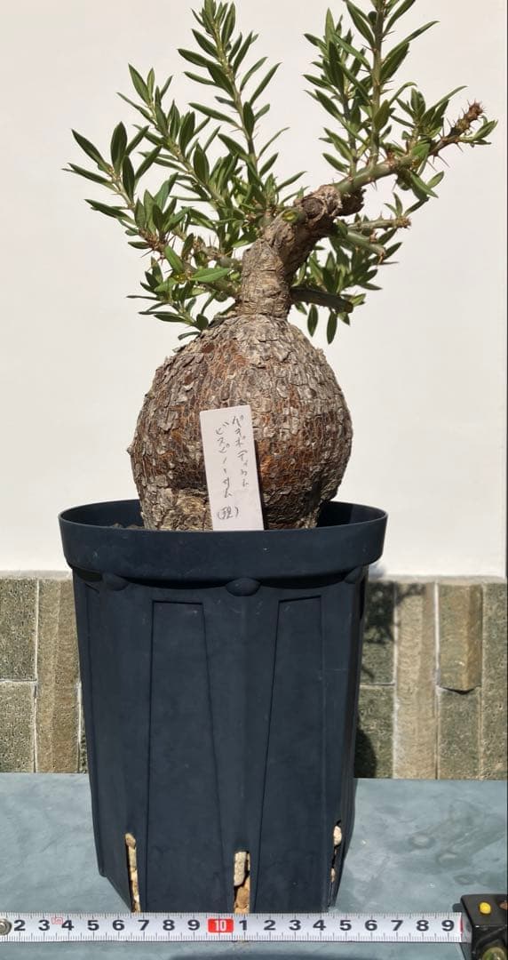 パキポディウム ・ビスピノーサム　現地球　鉢付　検グラキリス　パキプス　ホリダス パキポディウム ビスピノーサム 【現地球/発根済み】HK2401316