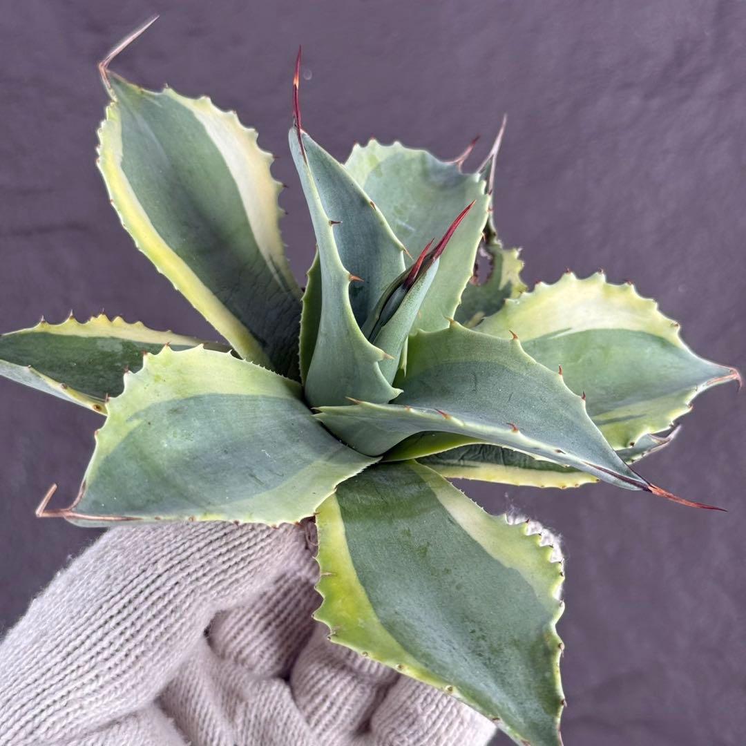 y*y様 【アガベ オバティフォリア“オルカ”】地植え/-18℃まで/極上　L2
