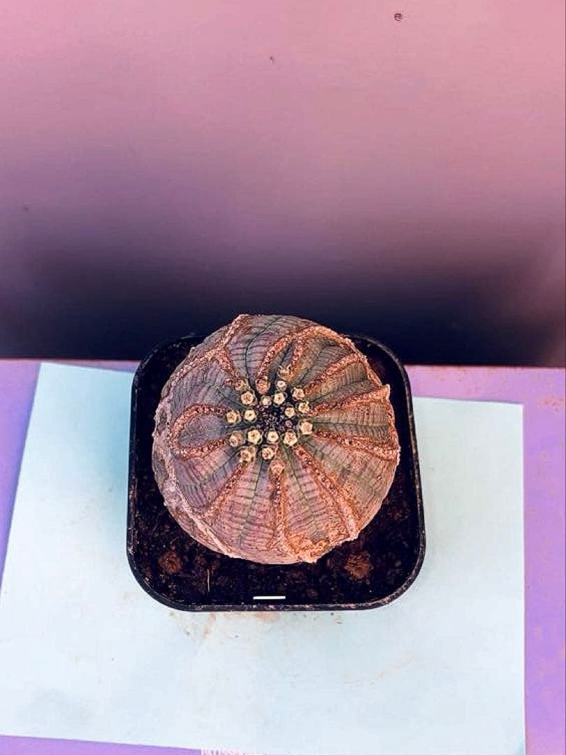 《3号W》ユーフォルビア　オールド　オベサ　雄株