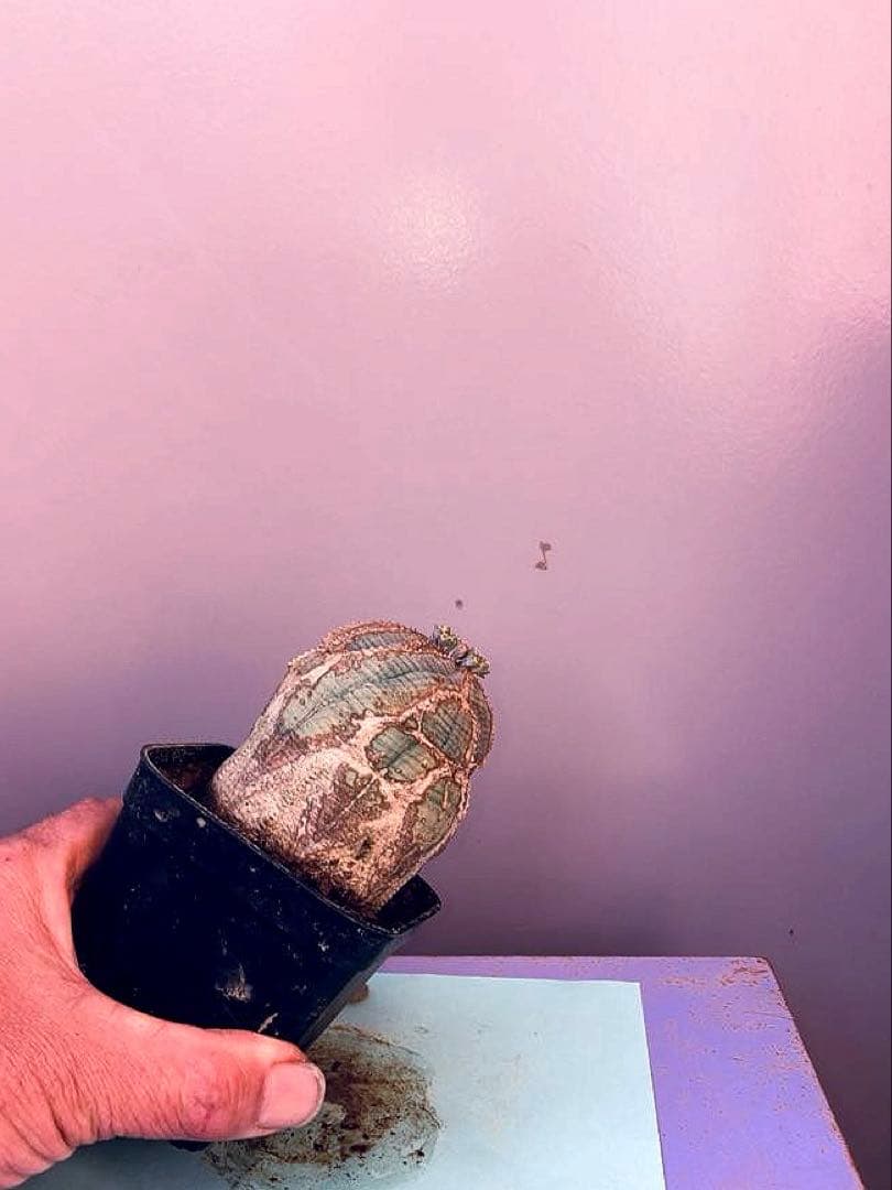 《3号W》ユーフォルビア　オールド　オベサ　雄株