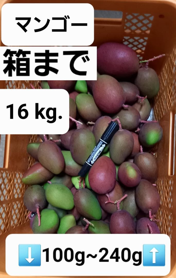 マンゴー+摘果 / 16 kg including box - メルカリ