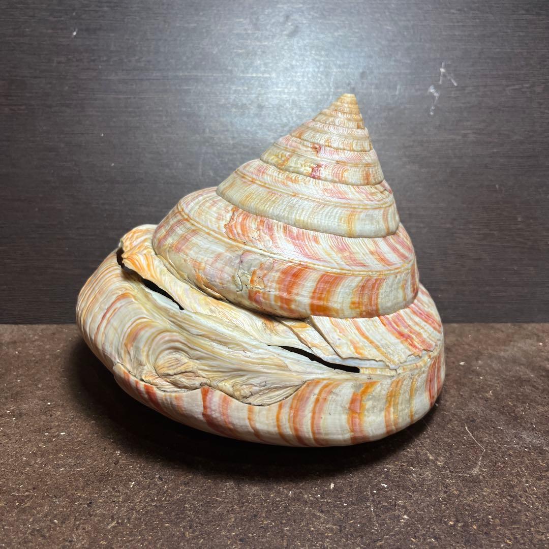 ケ*キ様 激レア 美品 東シナ海産 リュウグウオキナエビス - メルカリ