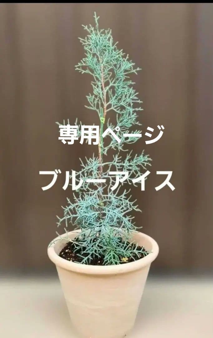 kaokao♡ ブルーアイス&ウエストリンギアスモーキー&ユーカリグニー 株分け可能♪ウエストリンギア「スモーキーホワイト」(オーストラリア