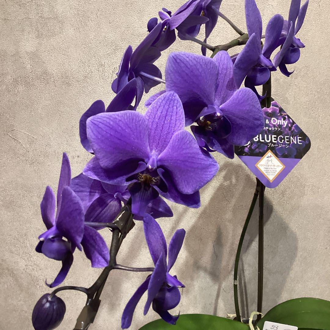 入荷少なめです❗️超希少❗️胡蝶蘭❤️ブルージーン 1本立 - メルカリ