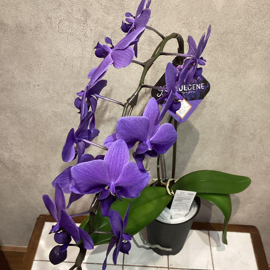 入荷少なめです❗️超希少❗️胡蝶蘭❤️ブルージーン 1本立 - メルカリ