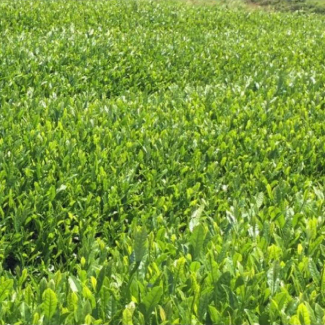 八女茶，緑茶(特上煎茶)750円3袋 クララ様専用です。 - メルカリ