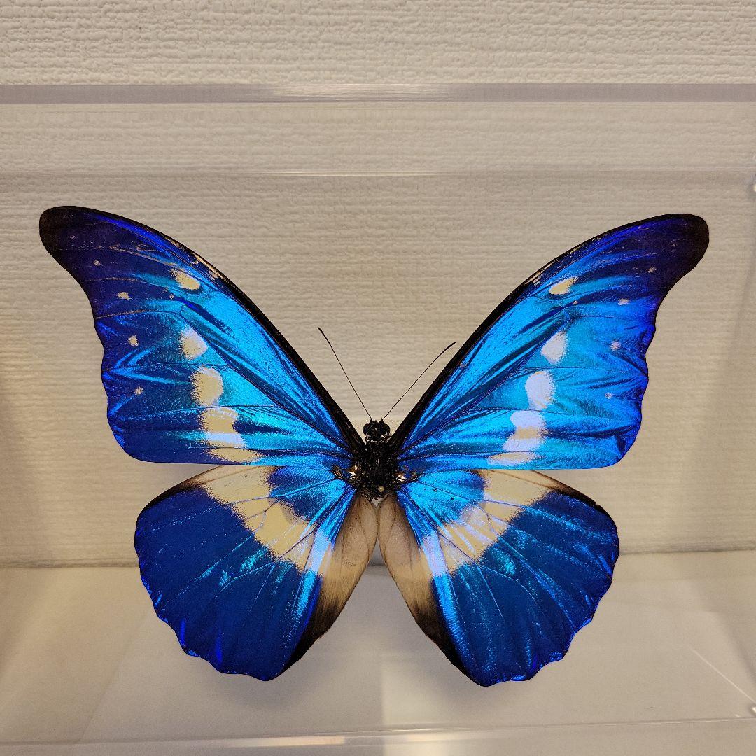 蝶の標本 熱帯の宝石(特珍) - メルカリ