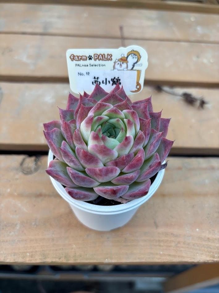 ファームパルク苗 チリピンキー 茜小鶴 札付きポットごと メルカリ便