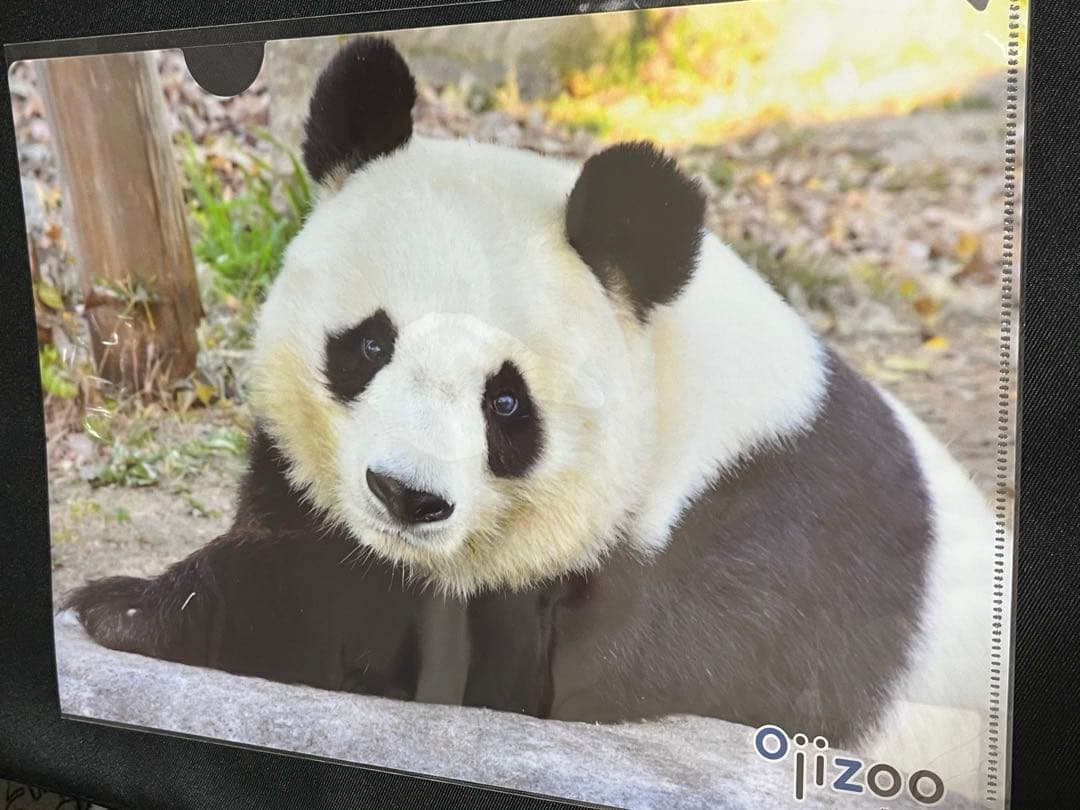 王子動物園 タンタンクリアファイルB - メルカリ