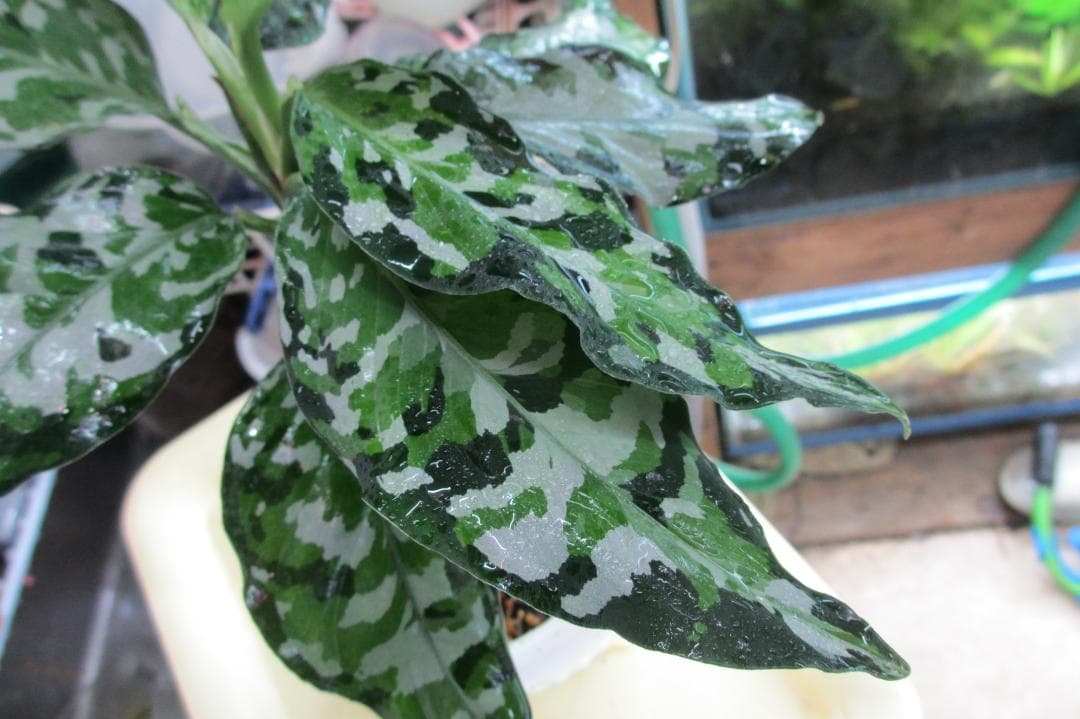 ☆ アグラオネマ アンダマン諸島 ポートブレア 北部地域　出射便 　黄6 ☆