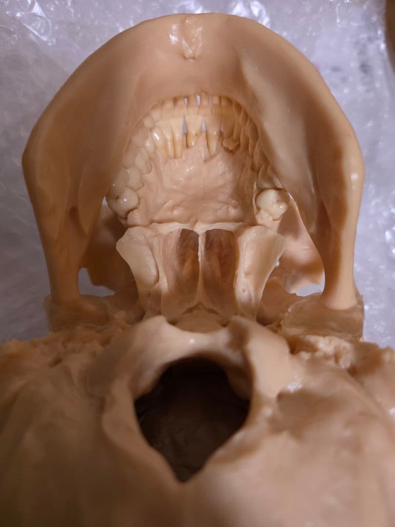 NISSIN DENTAL PRODUCTS 頭蓋骨模型 アンティーク ガイコツ - メルカリ