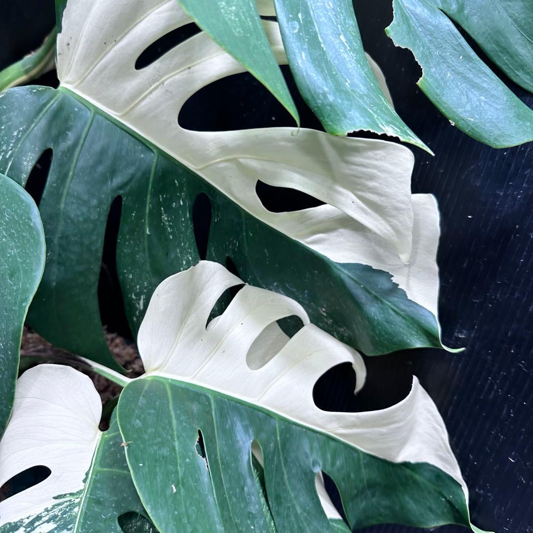 モンステラ斑入りハーフムーンホワイトタイガー極美斑入り 83cm