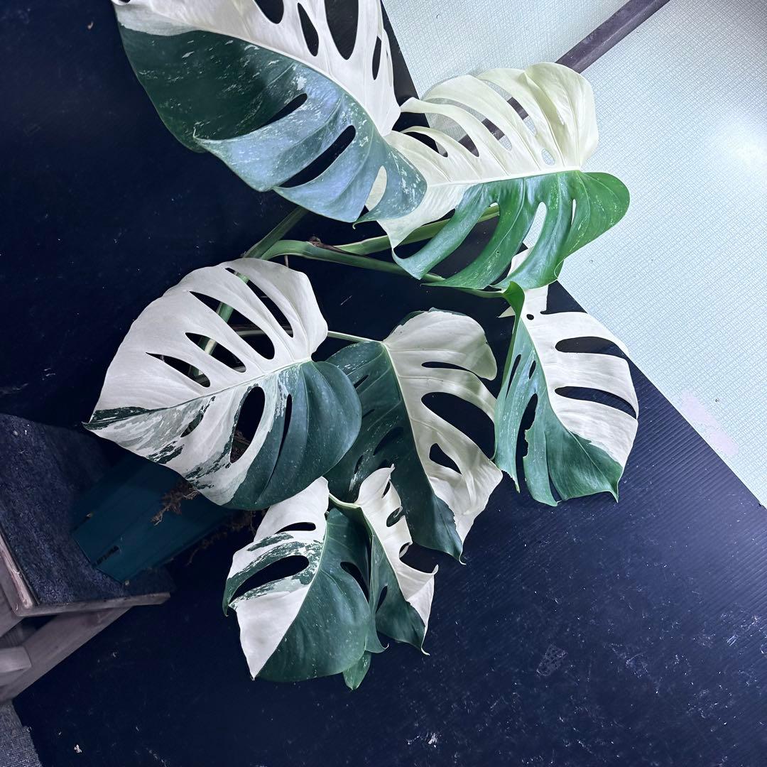 モンステラ斑入りハーフムーンホワイトタイガー極美斑入り 83cm