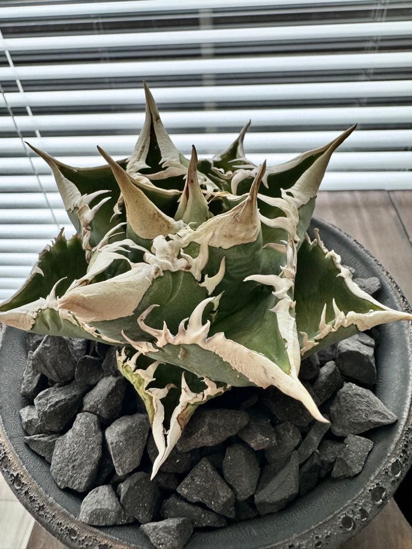 アガベ チタノタ 大白鯊 子株 ホホジロザメ ホホジロザメ lize産