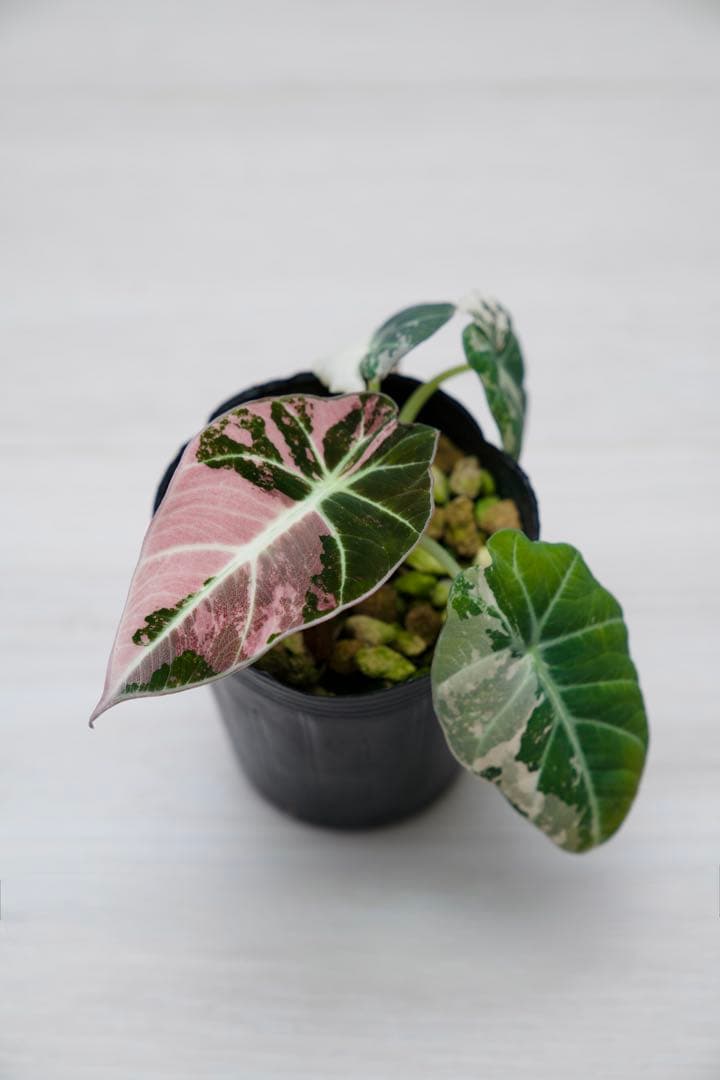 アロカシア ブラックベルベット 斑入り ピンクA01【マドカズラ
