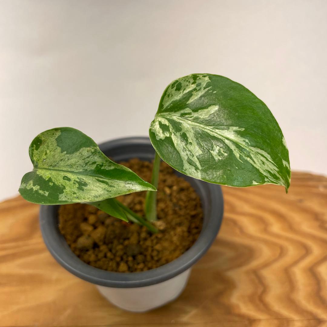 T*Y様 L028斑入り保証！品種保証！Bulbasaurモンステラ・フシギダネ L028斑入り保証！品種保証！Bulbasaurモンステラ・フシギダネ