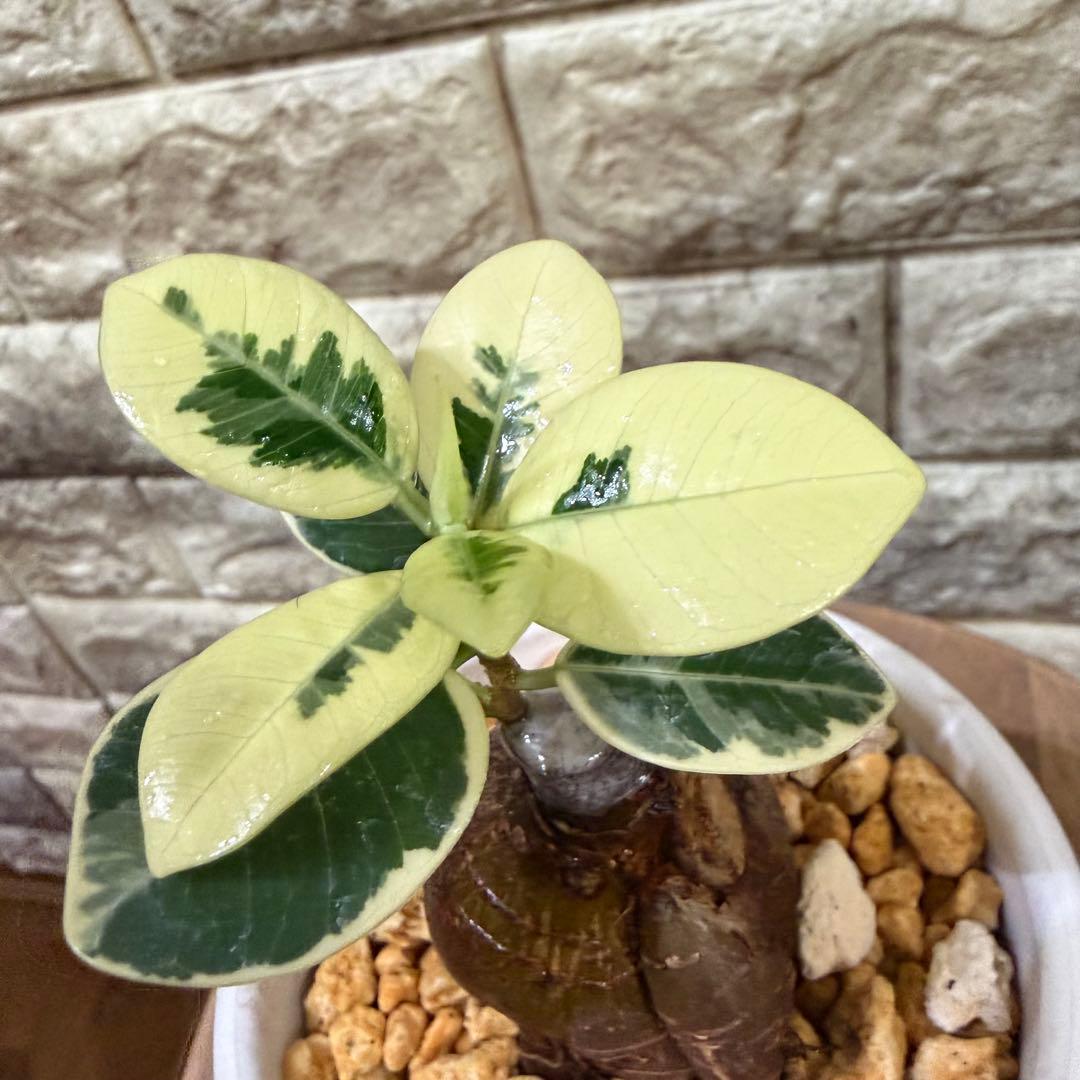 【専用】パンダガジュマル 斑入り ぷっくり塊根・発根済み 新芽あり4号鉢 パンダガジュマル 斑入り | GREEN LUCK