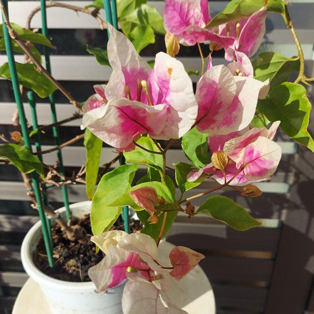 ブーゲンビリア斑入りレッド希少 No88 らくらくメルカリ便発送