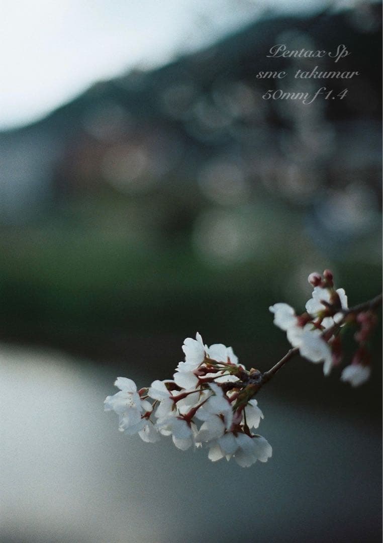 ☆完動品＊美品☆pentax sp☆smc f1.4☆初期保証＊作例必見 - メルカリ