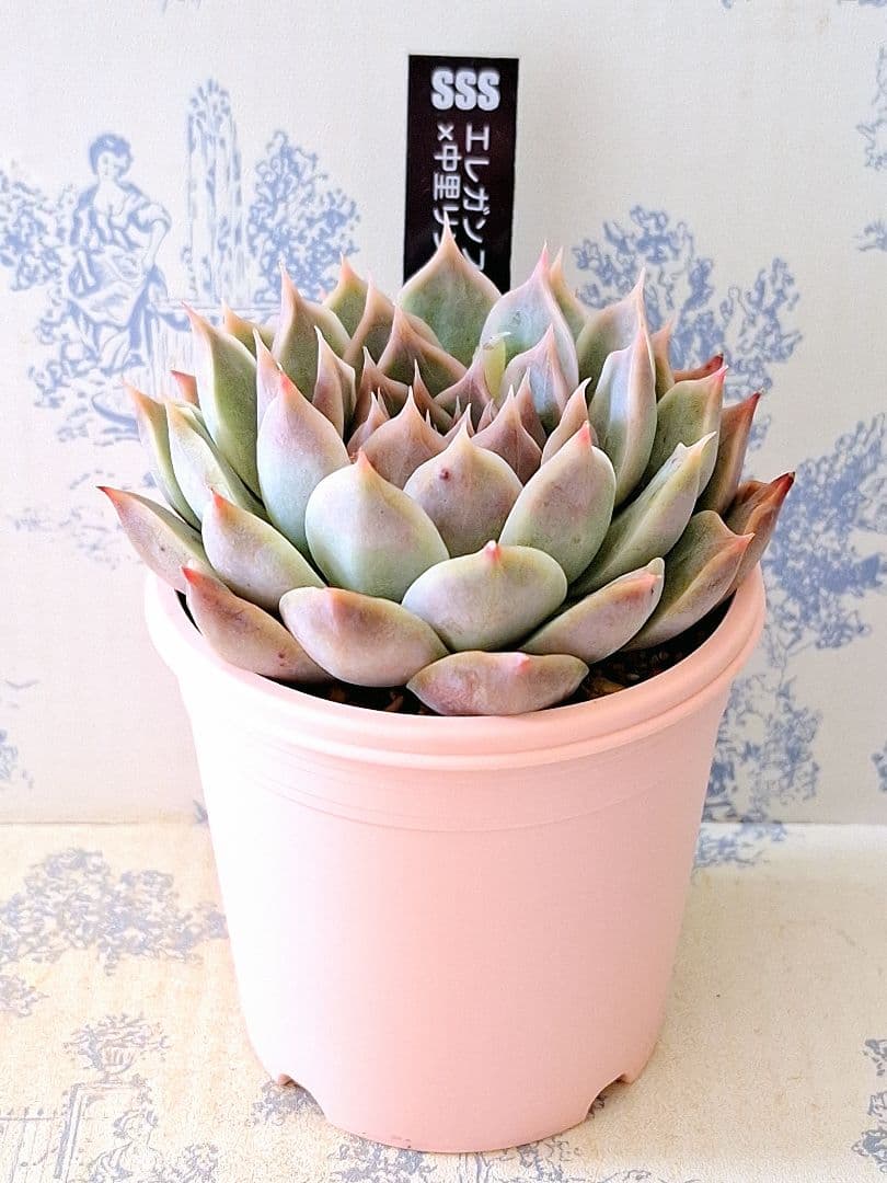 エレガンスラパス(B×A)×中里リンゼアナ札付きポットごとメルカリ便SSS