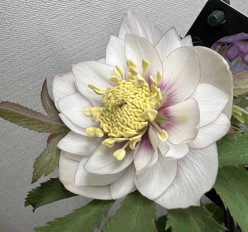 クリスマスローズ ウィンターシンフォニー 静 dd 整形 - メルカリ