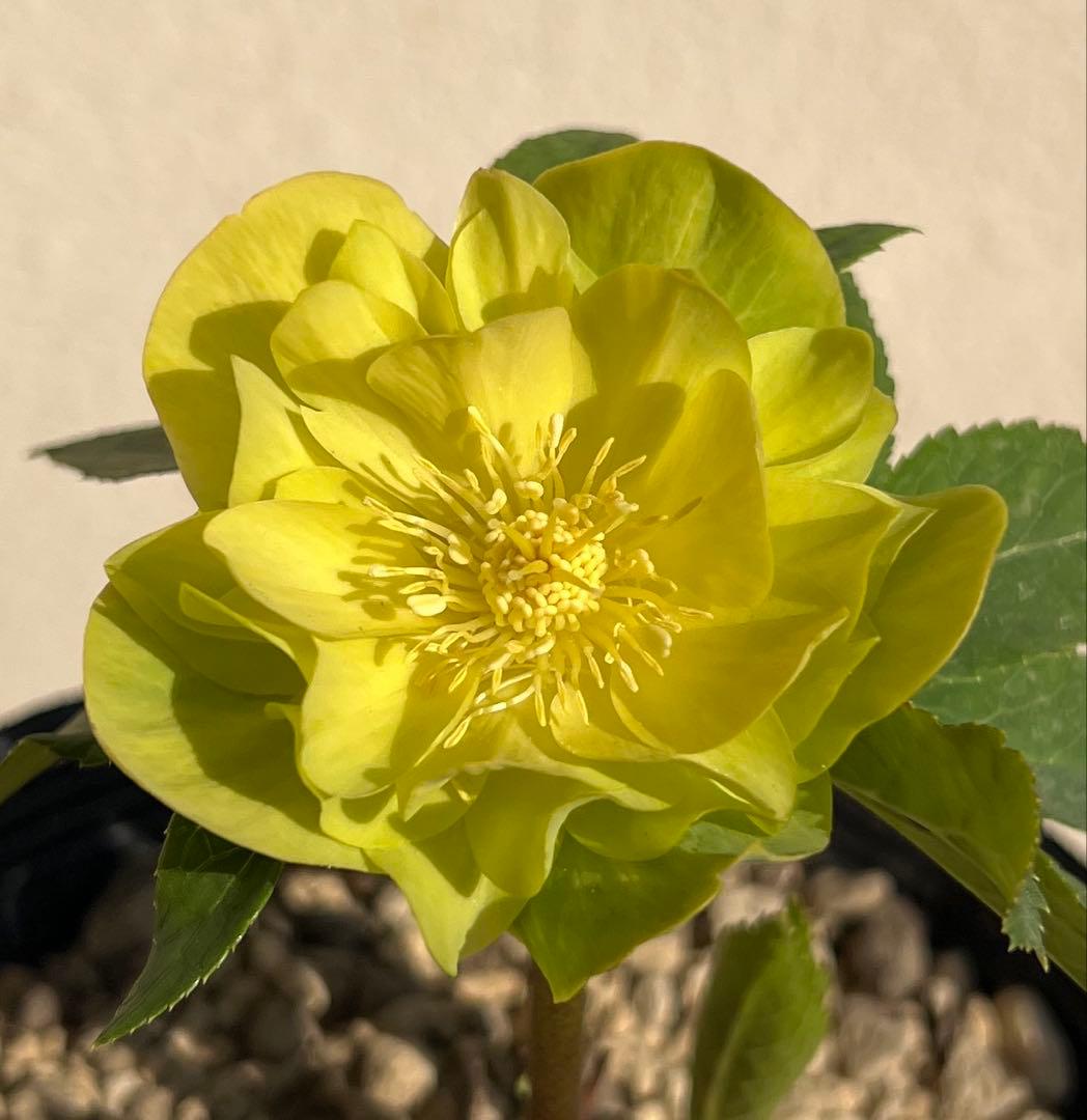 メロンゴールド 加藤農園 クリスマスローズ 開花株 - メルカリ