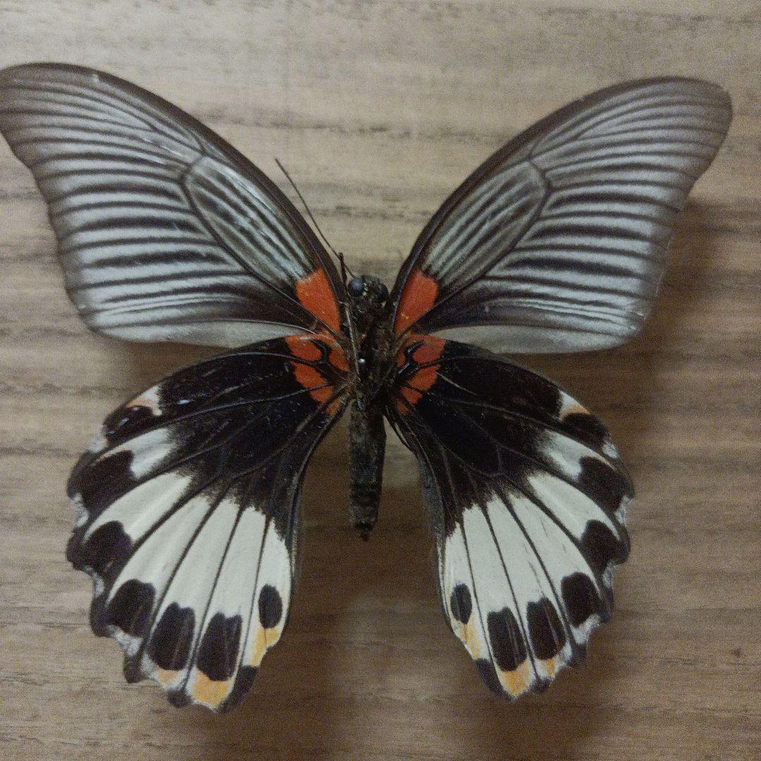 蝶標本】白いナガサキアゲハ - メルカリ