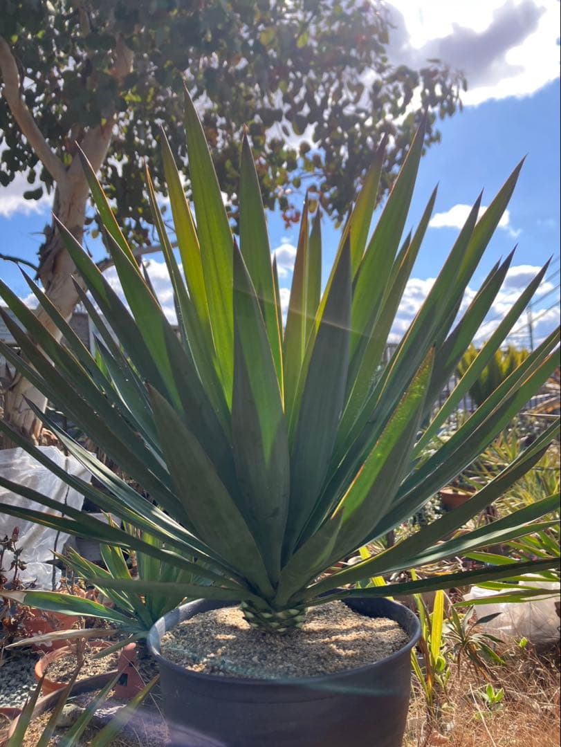 ユッカグロリオサ 特大株 - メルカリ